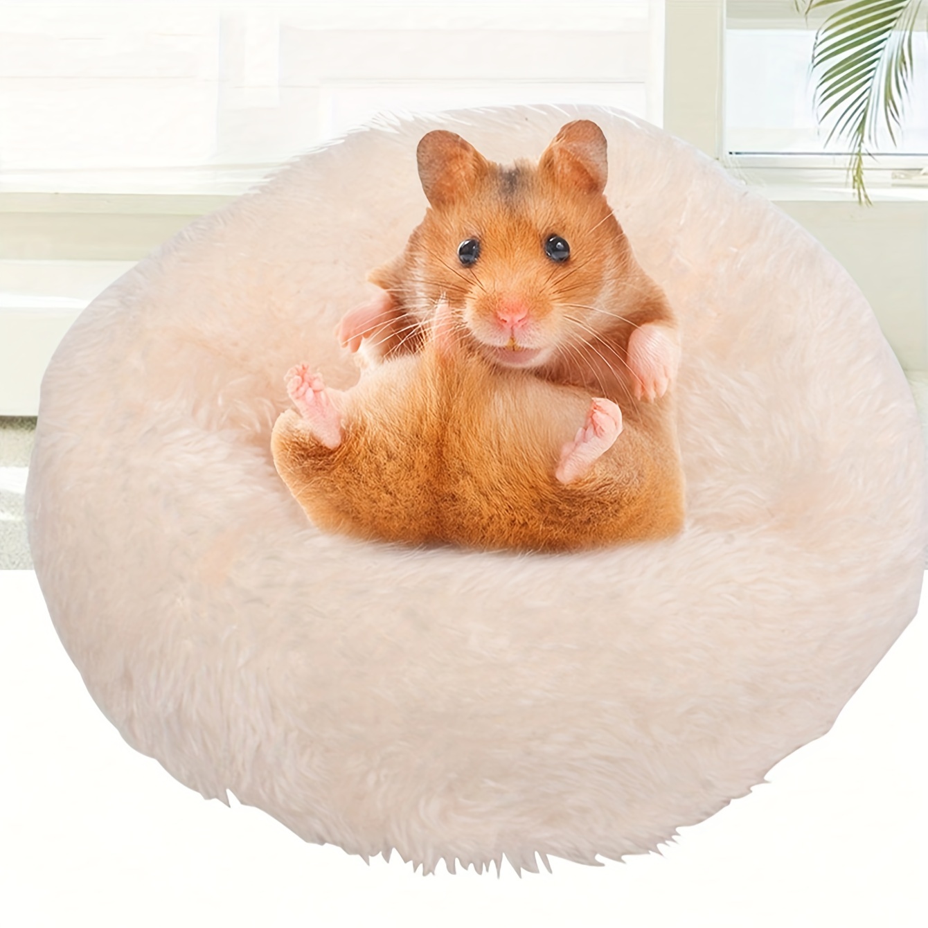 Hamster 2024 in bed