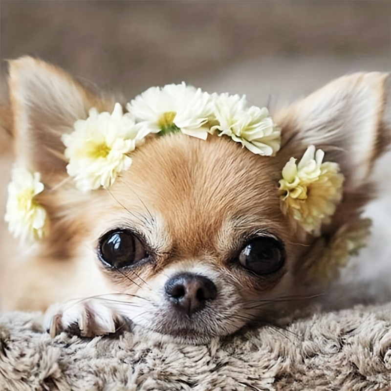 Chihuahua Dog Diamond Painting Kits For Adults 5d Diamond - Temu