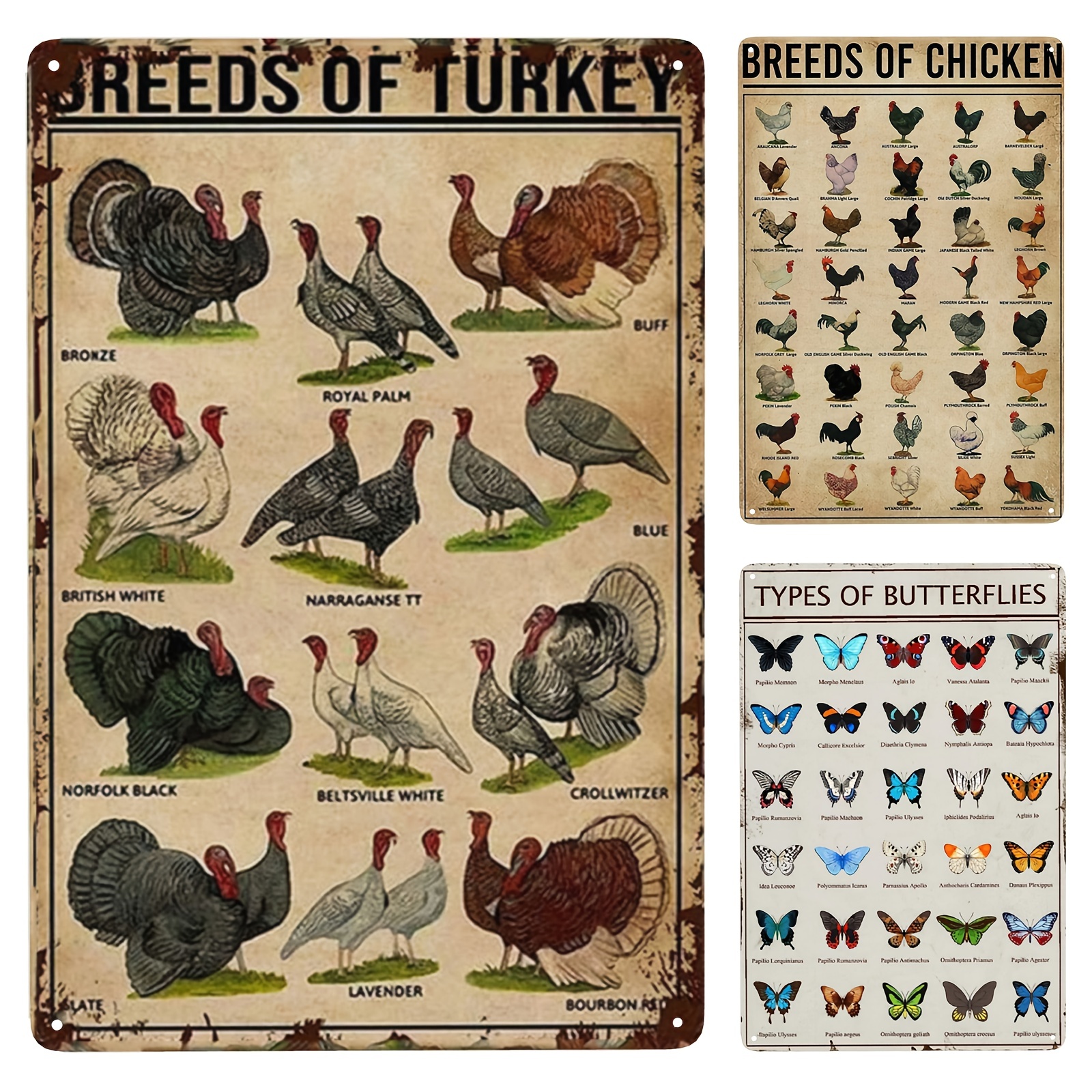 Breeds of Chickens Poster Wall Art Home Decor Vintage Metal Tin Signs  Coffee Shop Plate Iron Painting Warn Retro Novelty Funny Humorous Bar Pub