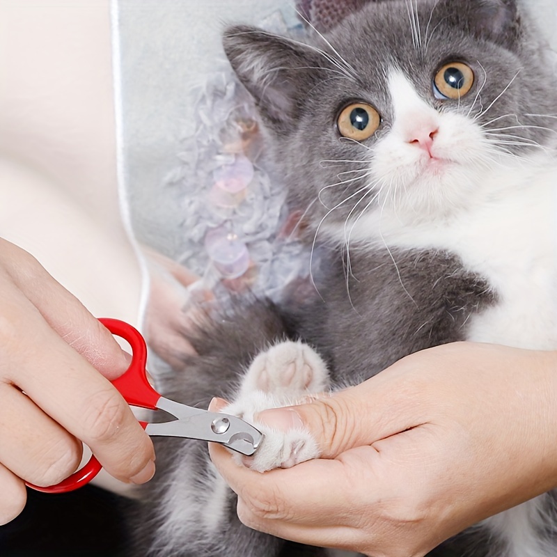 Ciseaux professionnels pour coupe-ongles pour animaux de compagnie, chien,  chat, ongles, griffes, lampe à LED