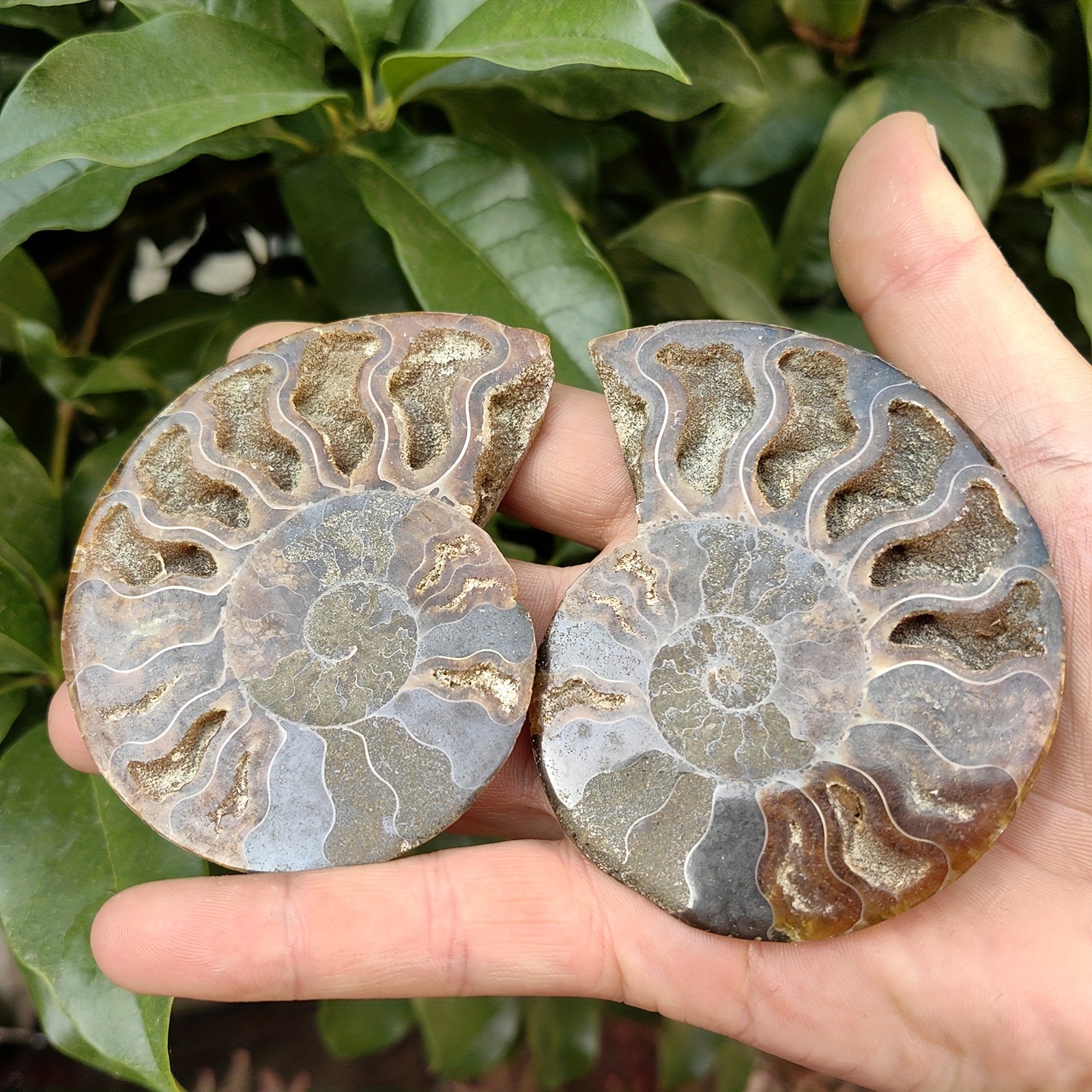 natural conch paleontological fossils rough stone geology