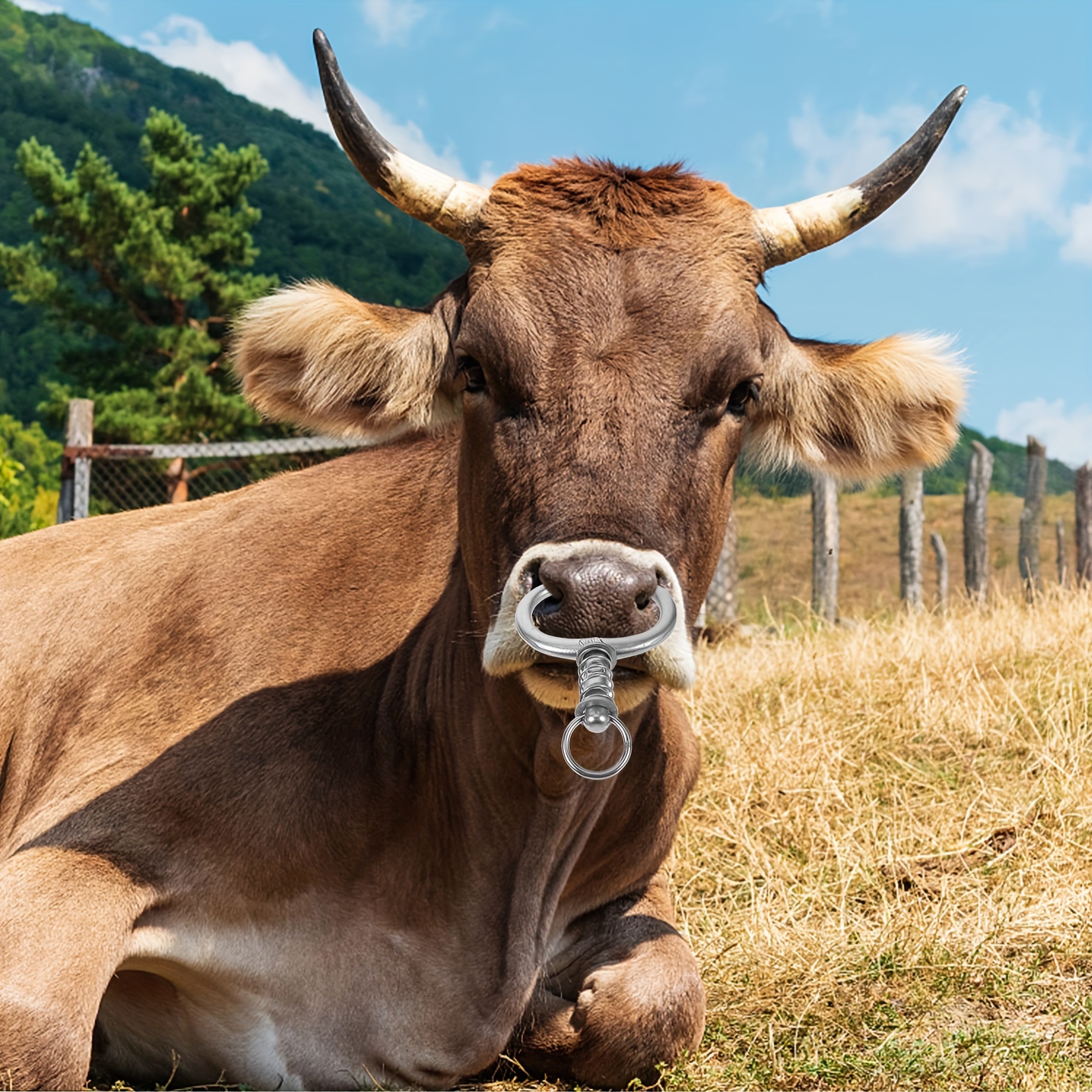 Cattle Bullhorn Nose Ring Nose Ring Bull Horn Nose Ring Bull Horn