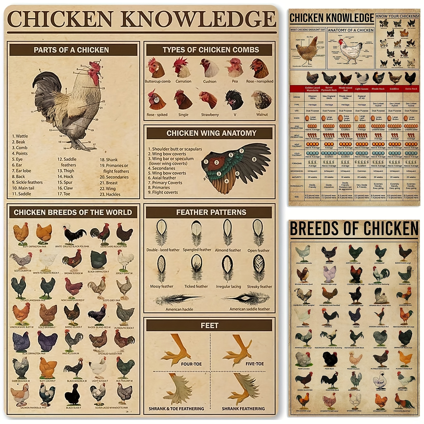 Pozino Chicken All Breeds of Chicken World Education Science Classroom  Chart Metal Tin Sign Great Retro Gifts and Decorative Door Wall School  Bedroom Farm Hospital Metal Sign 12x16 inch : : Home