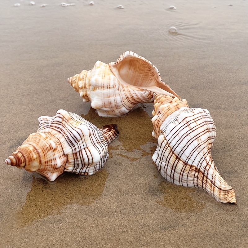 Natural Sea Shells Conch Fish Tank Aquarium Landscape Ornament Home Decor  DIY