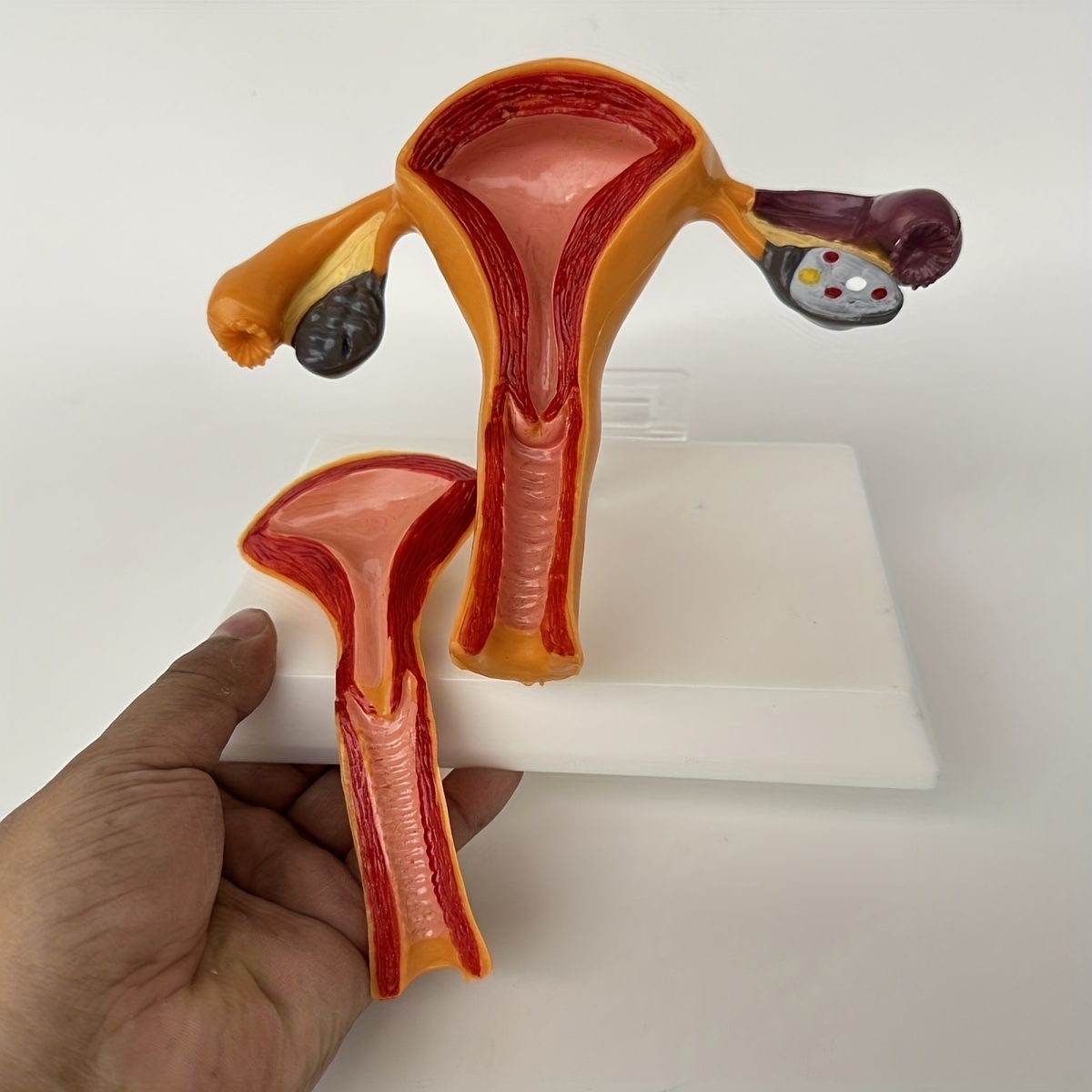 Modelo Anatómico Del Órgano Reproductor Femenino Útero Vagina Modelo De Útero Femenino Compre 5520