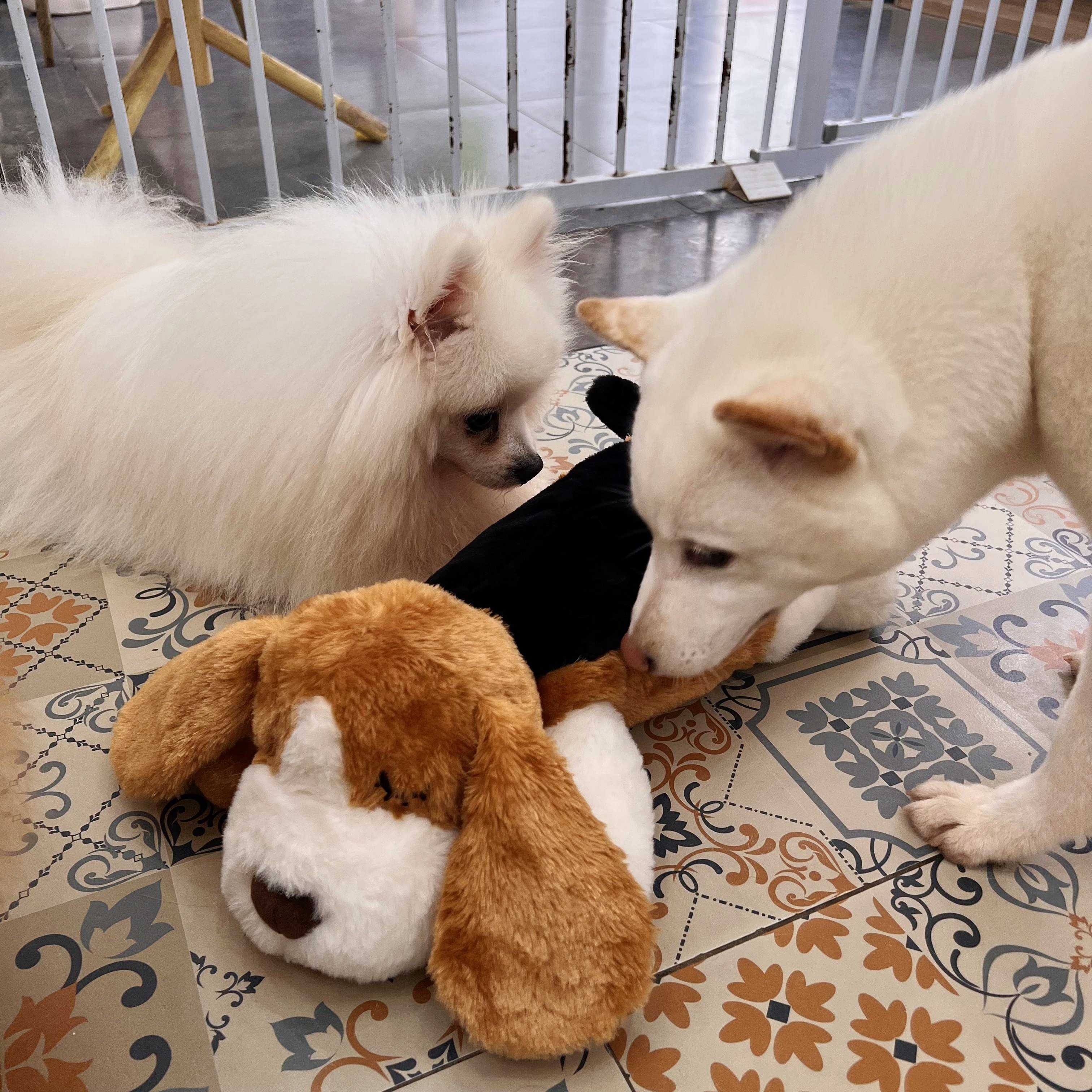 Samoyed and Cloud Plush Toy Pillows