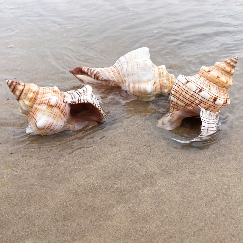 Natural Sea Shells Conch Fish Tank Aquarium Landscape Ornament Home Decor  DIY