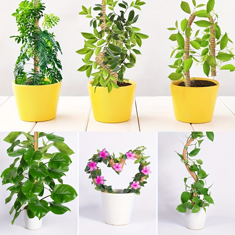 Plantas decorativas – Embellecimiento