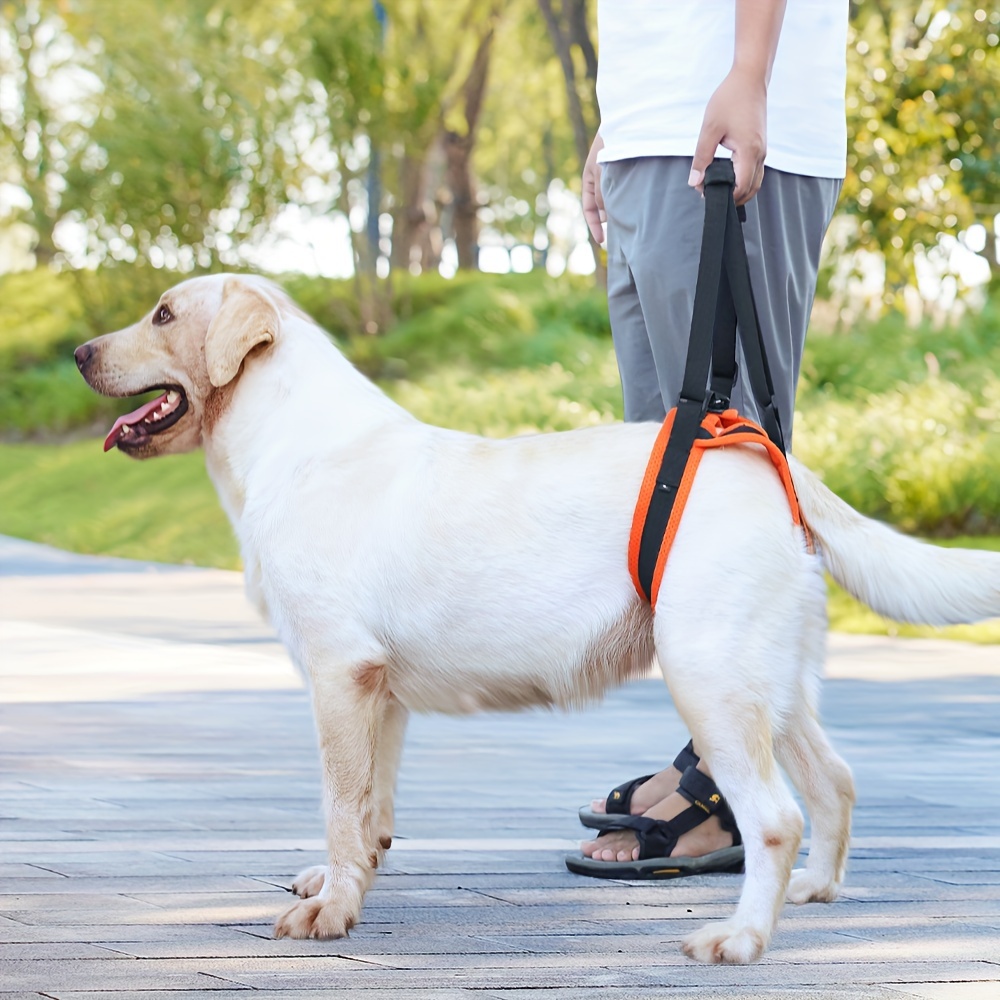 Harnais de soutien à la marche pour chien handicapé 