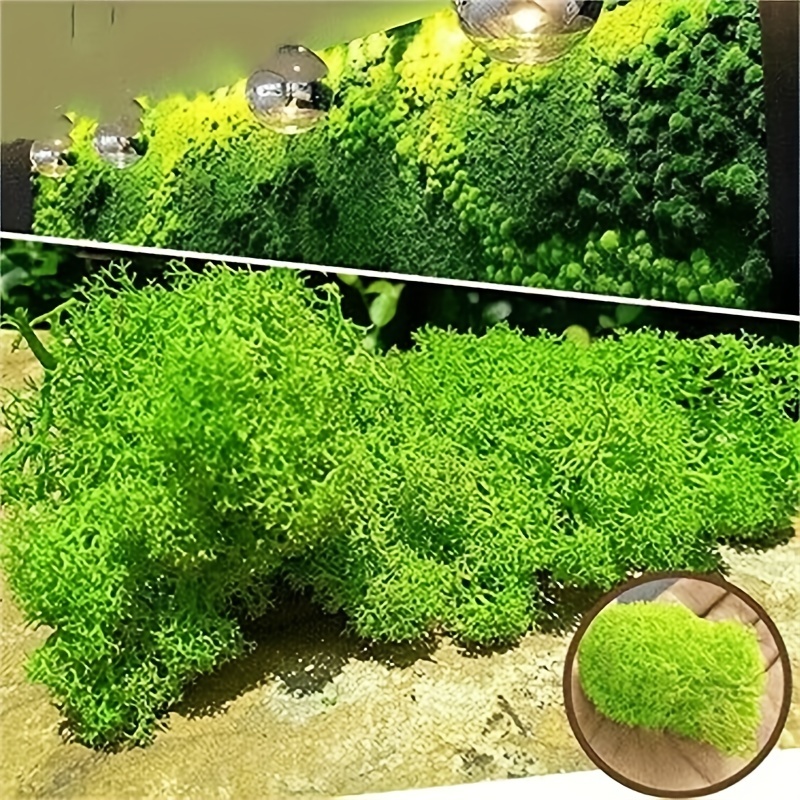 Forest Green Artificial Moss - Perfect For Fairy Gardens, Terrariums &  Crafts