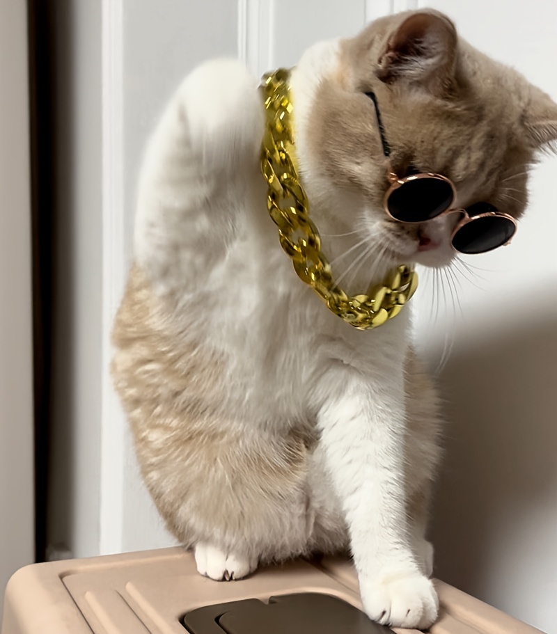 Gold chain hotsell collar for cat