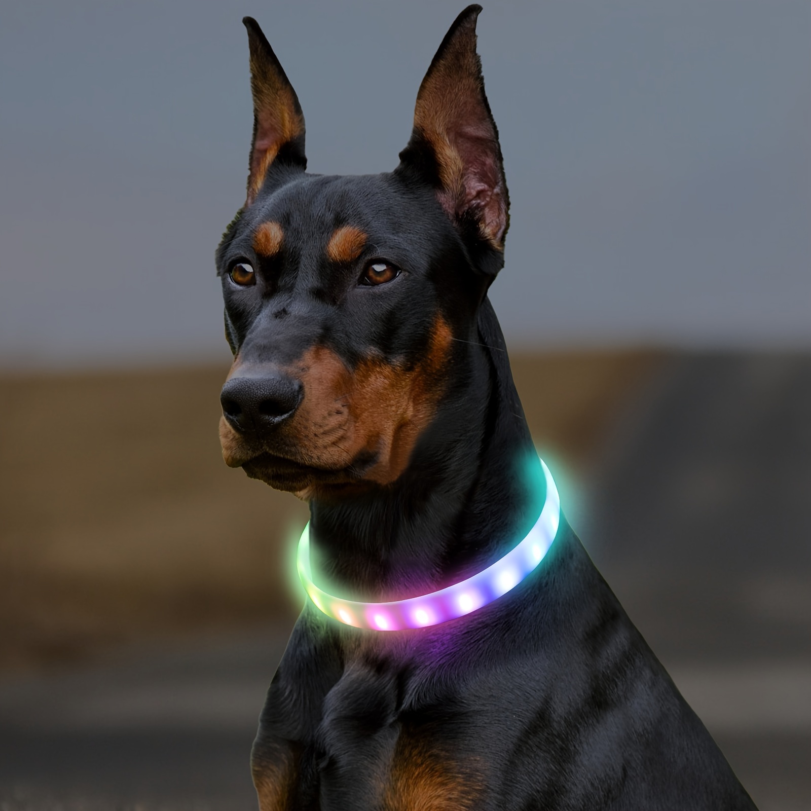 Collar de perro LED que brilla en la oscuridad, recargable por USB,  multicolor, con luz RGB para mascotas, luces de seguridad para perros  cortables