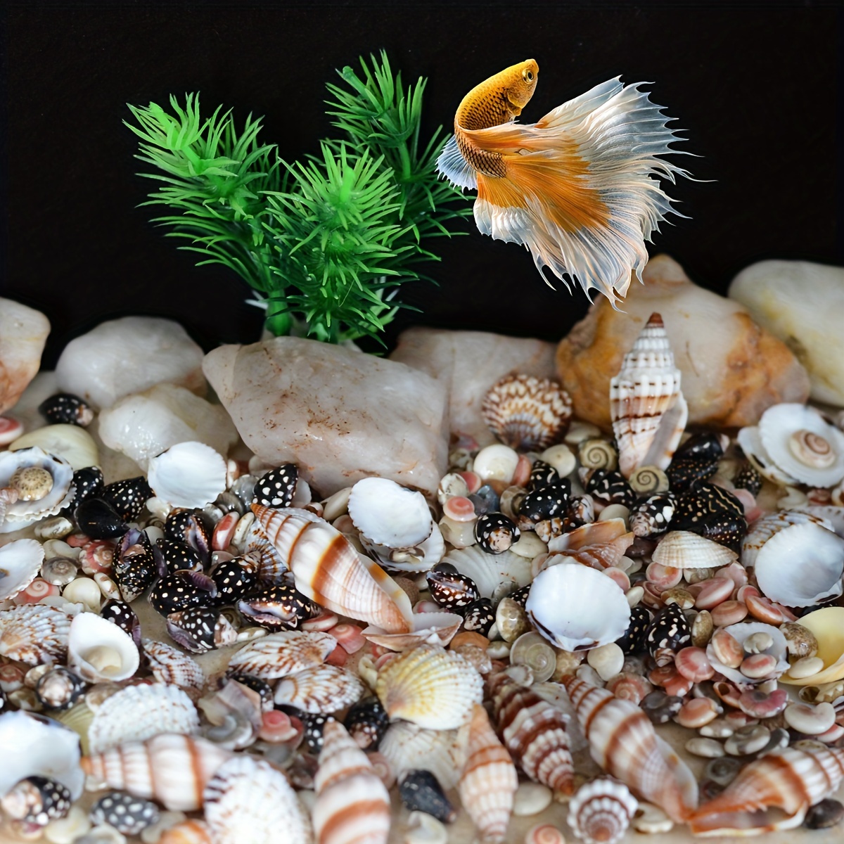 Miniature Molds Terrarium Goldfish Seashell Shell Sea Ocean 