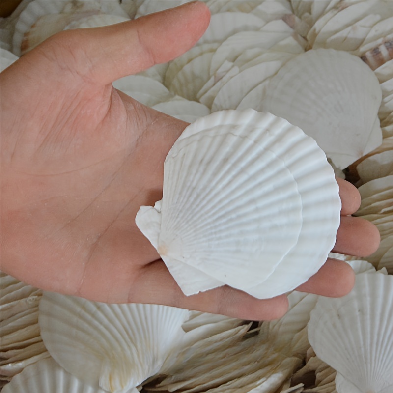 Scallop Shells For Crafts, Large Sea Shells For Decorating, White Natural  Sea Shells For Decoration - Temu Kuwait