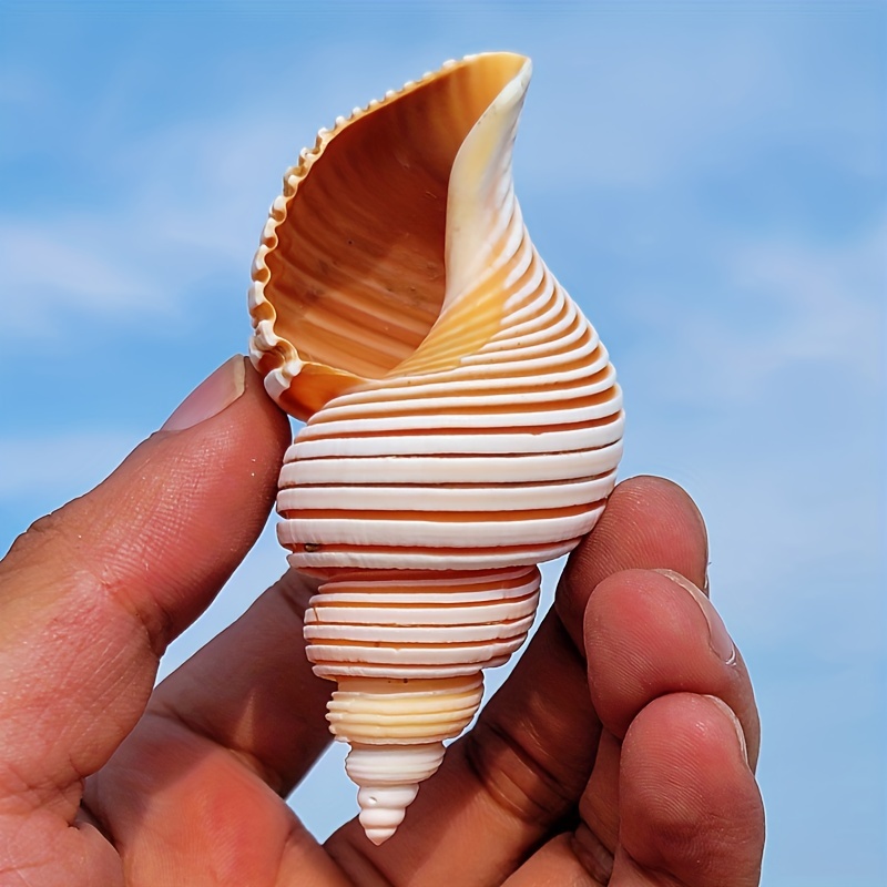 Large Beach Shells Individual Sea Shells Seashell Decoration Aquarium UK  SELLER