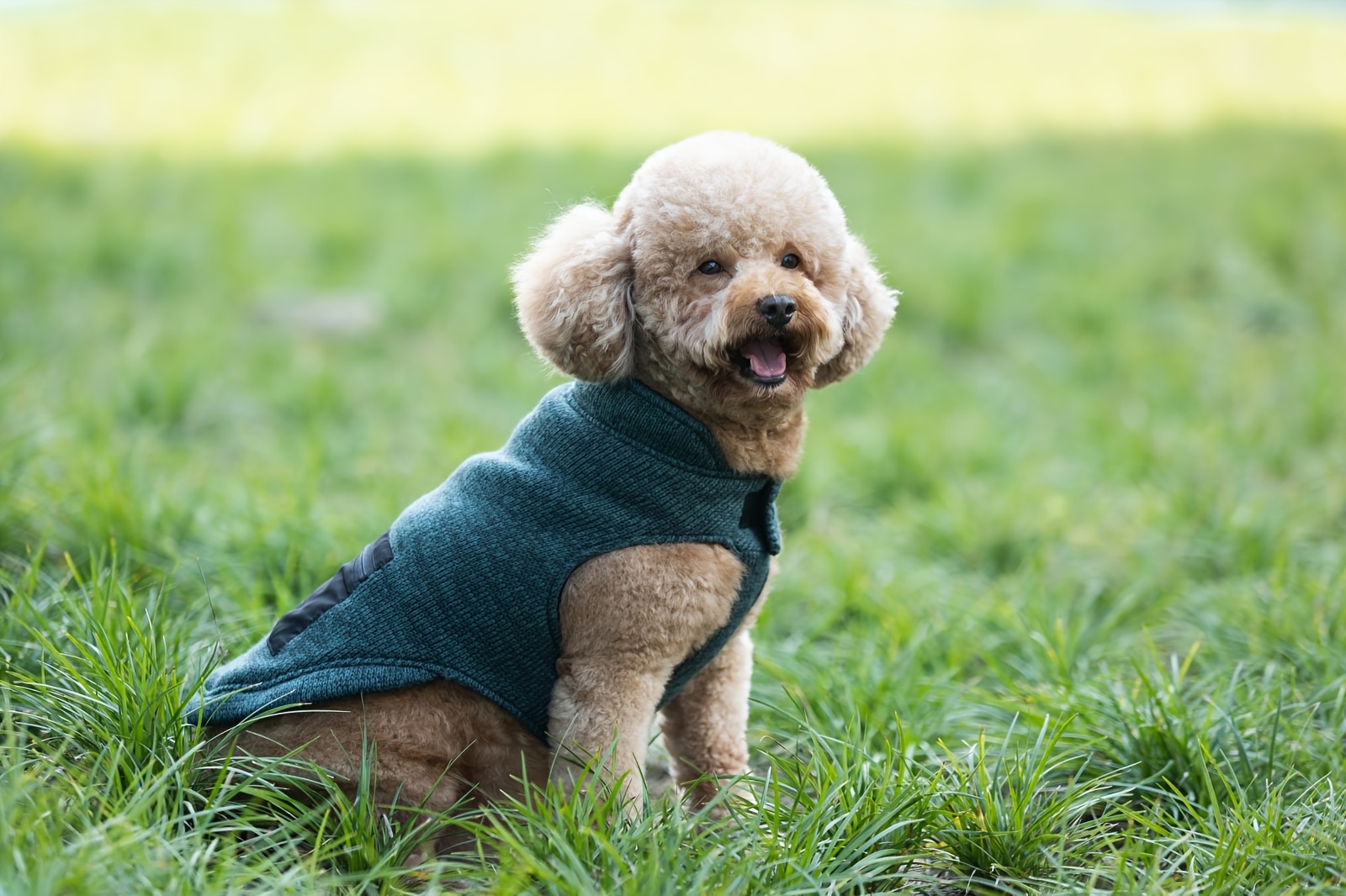 Fleece lined dog clearance sweaters