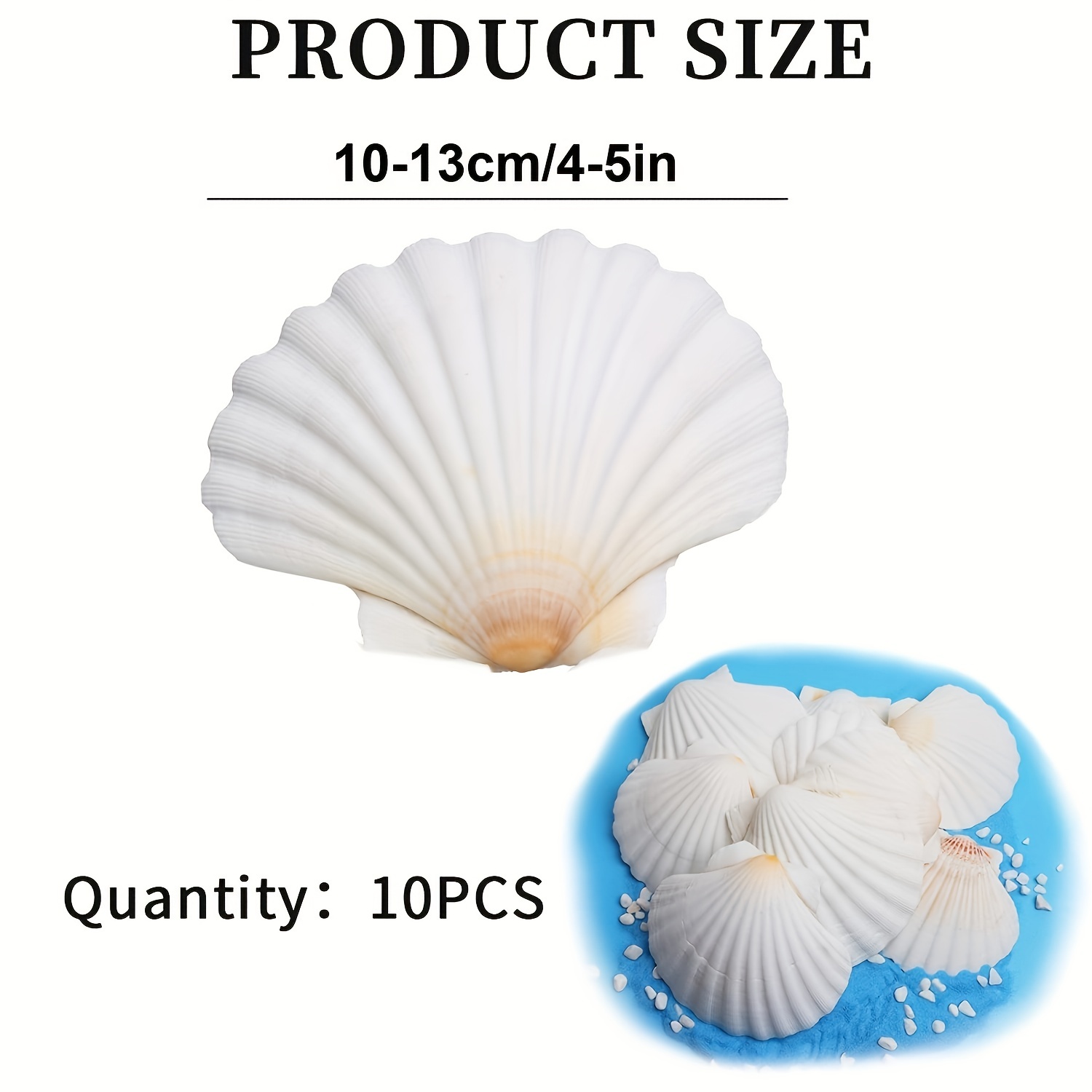 Large Natural Scallop Shells 4'' Large Shell Crafts Diy - Temu Canada