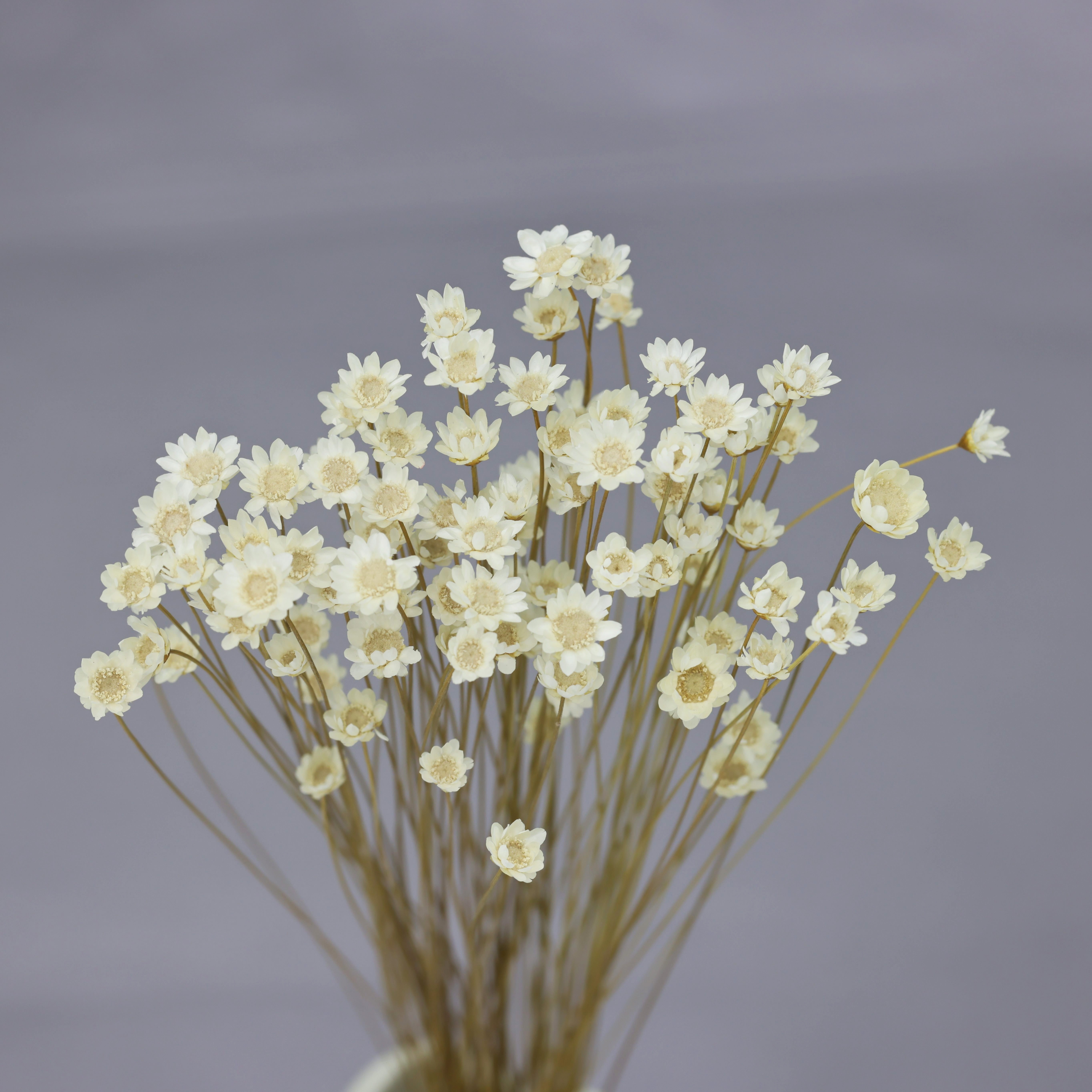 MLSG 100 tallos naturales de flores secas brasileñas pequeñas estrellas  margaritas decorativas flores secas mini margarita ramo de manzanilla para
