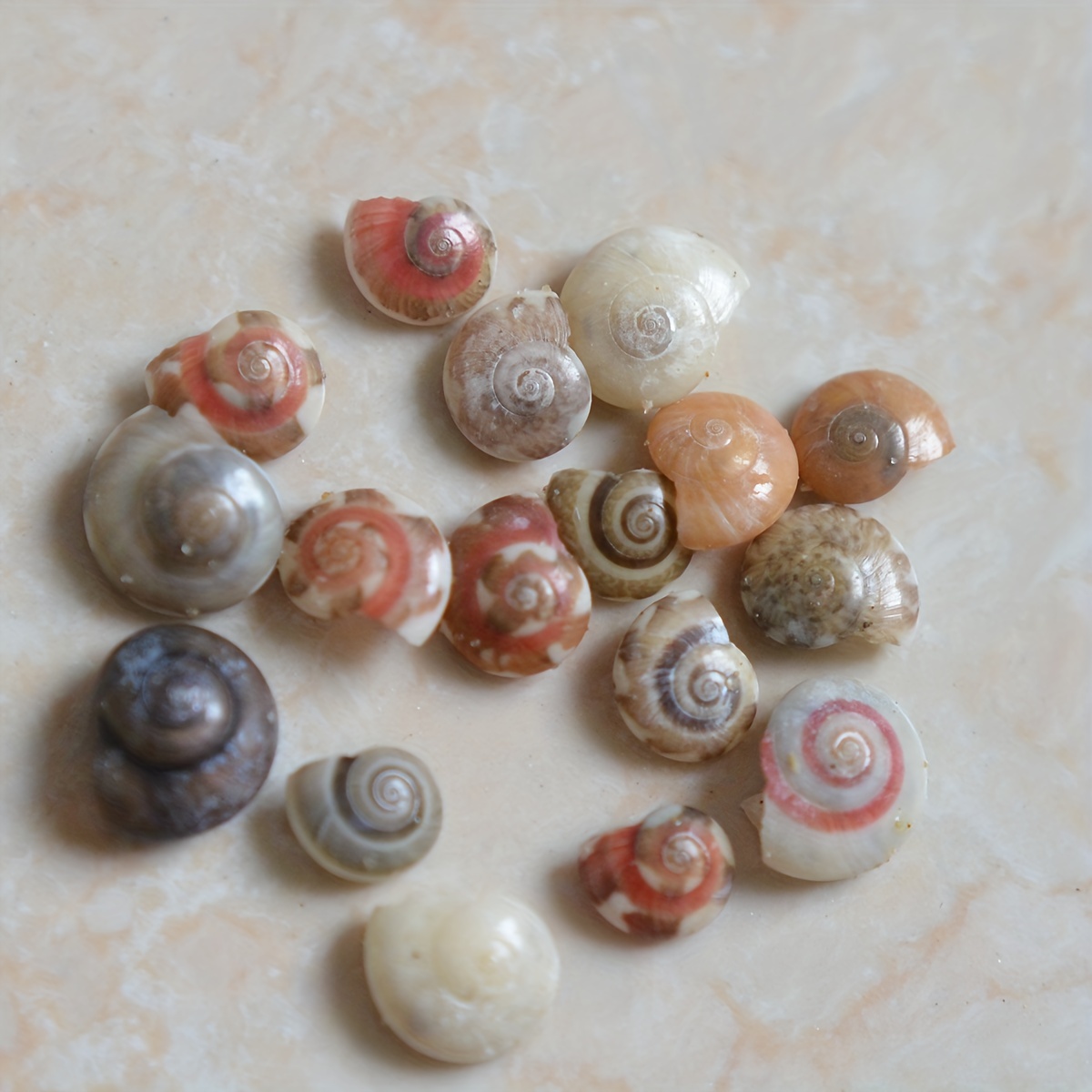 Small Seashell Mix-0.251.5assorted Seashells-sea Shells Bulk-sea Shells for  Crafts-home Decor-terrarium Supplies-sea Shells-small Shells 