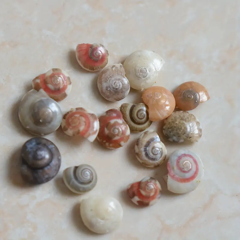 8 Pieces Sea Shells for Crafting Artificial Sea Shells Large Multi-Styles  Resin White Seashell Decor for Aquarium Scallop Starfish Shells Ornaments