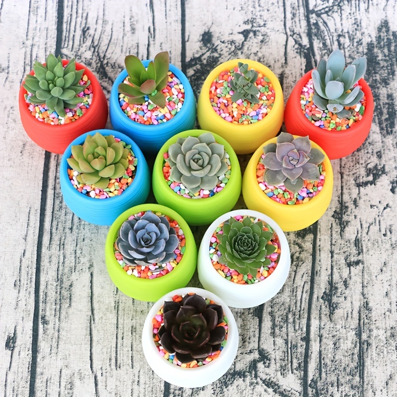 1pc Mini coloré en plastique plante Pot de fleur planteur - Temu