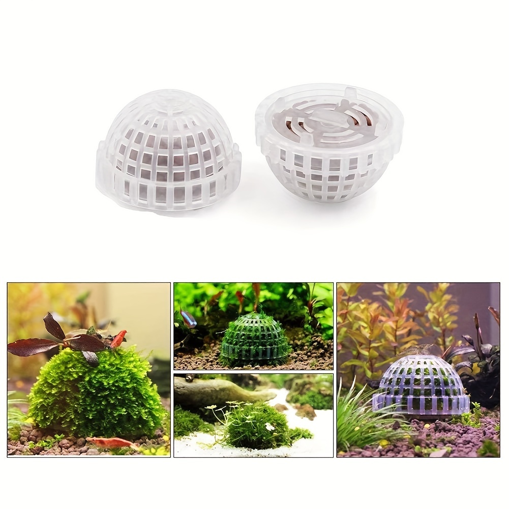 Marimo Moss Balls: Low-Maintenance Beginner Plants