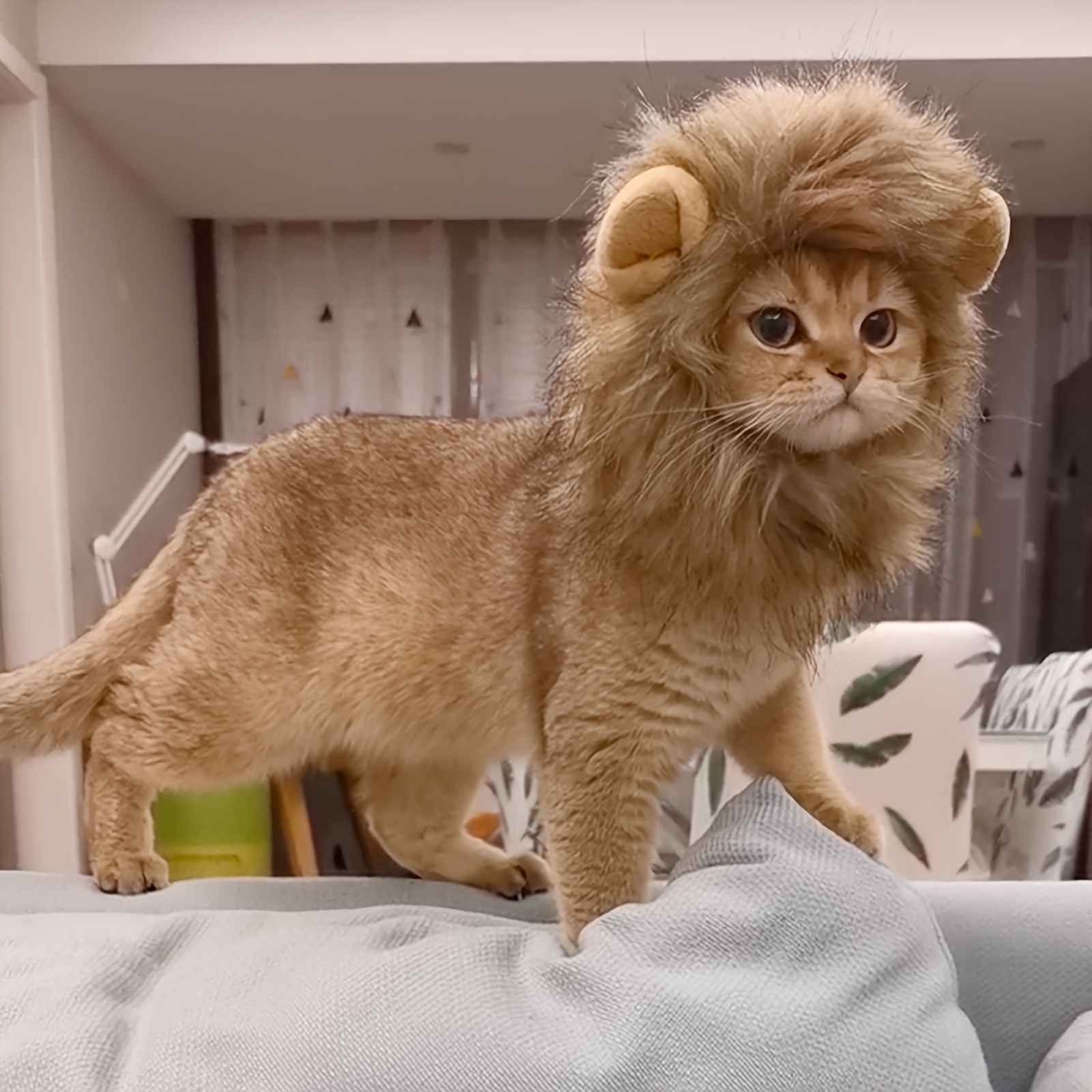 kitten in lion costume