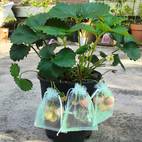 100pcs fruit protection bags 4 6 6 8fruit netting bags for fruit trees fruit cover mesh bag with drawstring netting barrier bags for plant fruit flower