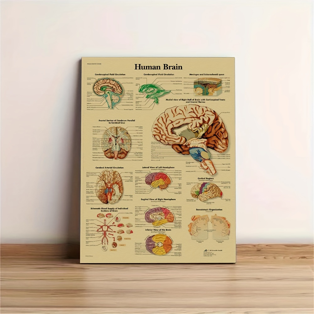 Anatomia del cuore umano Poster Vintage stampe medicina studente regalo  organi arte acquerello tela pittura medici ufficio decorazione della parete  - AliExpress