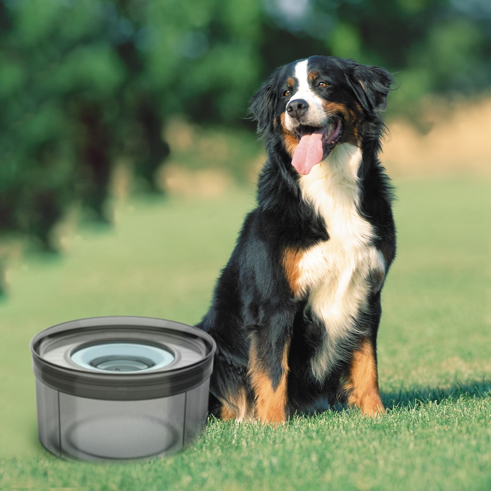 5 Best Dog Water Bowls For Sloppy Drinkers: No More Messy Drinking