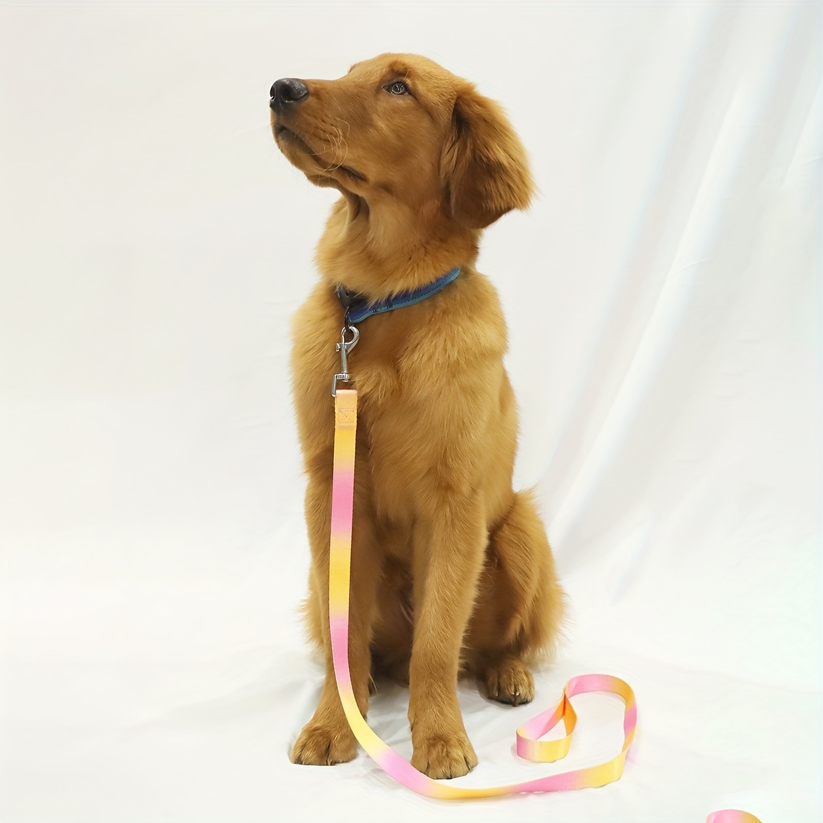 Colorful Dog Leash, Durable Polyester for Indoor & Outdoor Use