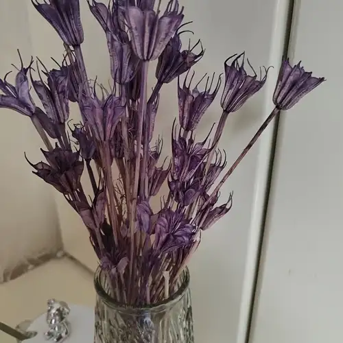Purple Brazilian Small Star Daisies Natural Dried Flowers - Temu
