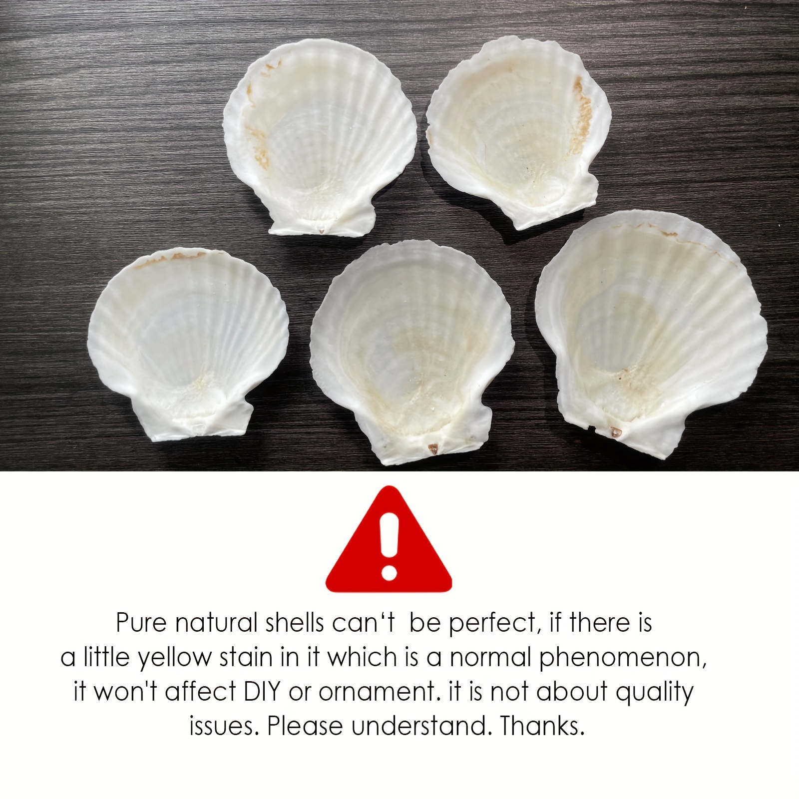 Lot of 4 Yellow Cup Scallop Sea Shell Real Natural Seashell Craft Supplies