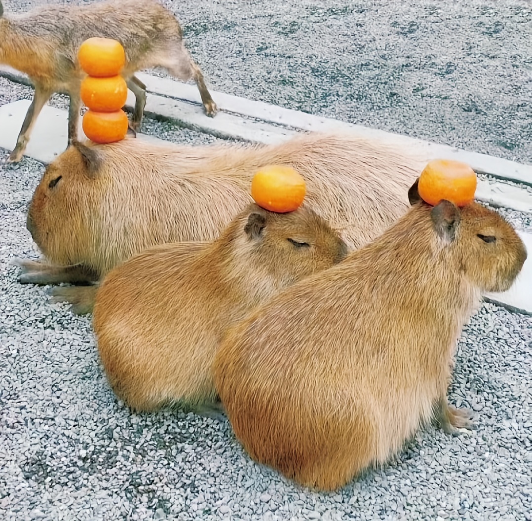 Capybara plüsch Drücken Blasen Pusten Capybara stofftier - Temu Austria