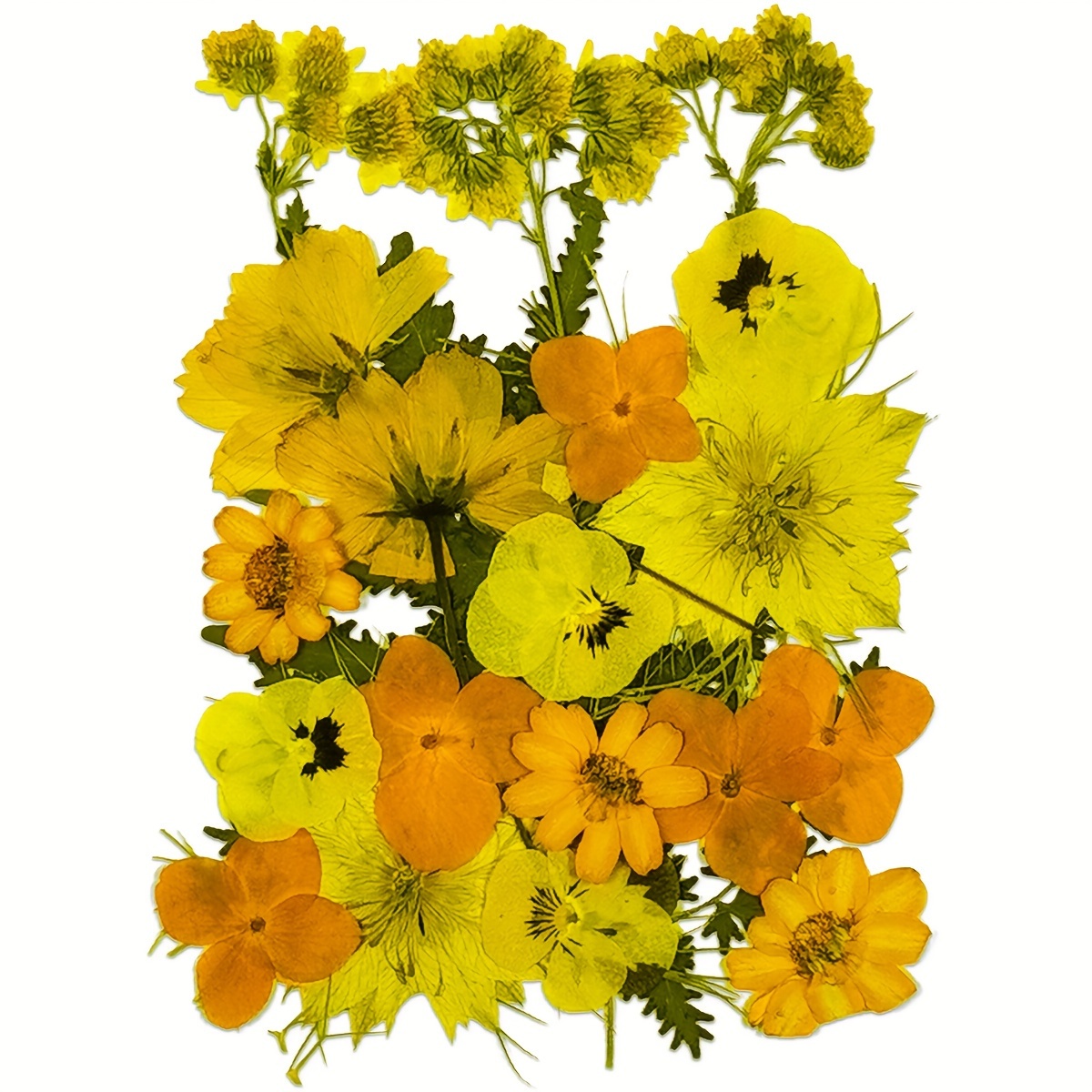 Evatage - 153 flores secas prensadas para resina, flores prensadas reales  con pinzas, múltiples flores secas de resina colorida a granel para