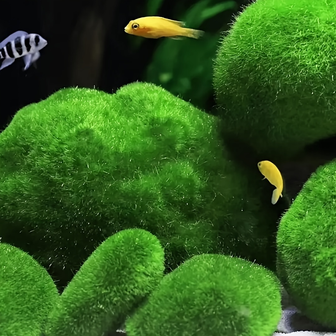 3-4cm Marimo Moss Balls Live Aquarium Plant Algae Fish Shrimp Tank Ornament  Simulation Green Algae Balls Artificial Plant 