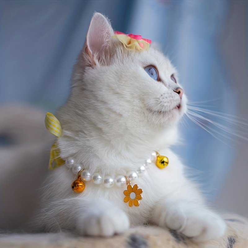 Cute girl deals cat collar