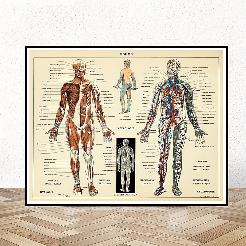 1 Poster Di Anatomia Umana, Stampa Artistica Da Parete Medica, Foto In  Stile Vintage, Decorazioni Per La Casa, Pittura Artistica Da Parete  Biologica