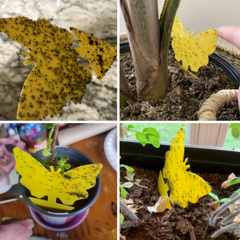 Fruit Fly Traps for Indoors | Gnat Traps for House Indoor | Super Effective  Yellow Sticky Traps can Also be Used Outdoors | Also for Fungus Gnats