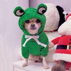 cute frog pet sweater for small and medium dogs green dog hoodie with fun design