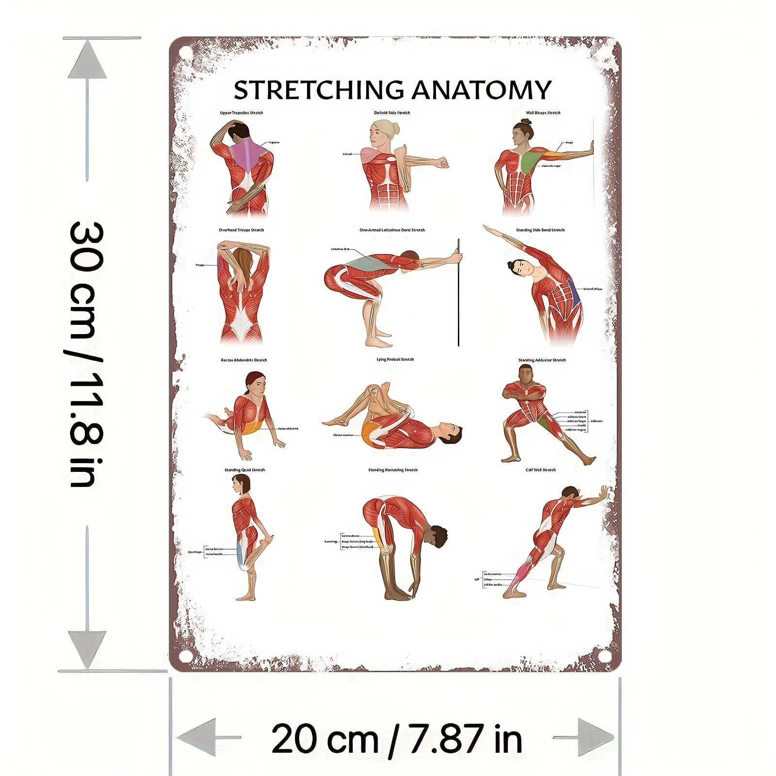 Stretching Anatomy Poster Laminated Anatomy - Temu New Zealand