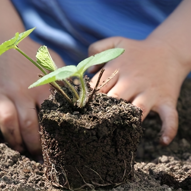 Germination Plant Starter Kit Peat Pots Seedling - Temu