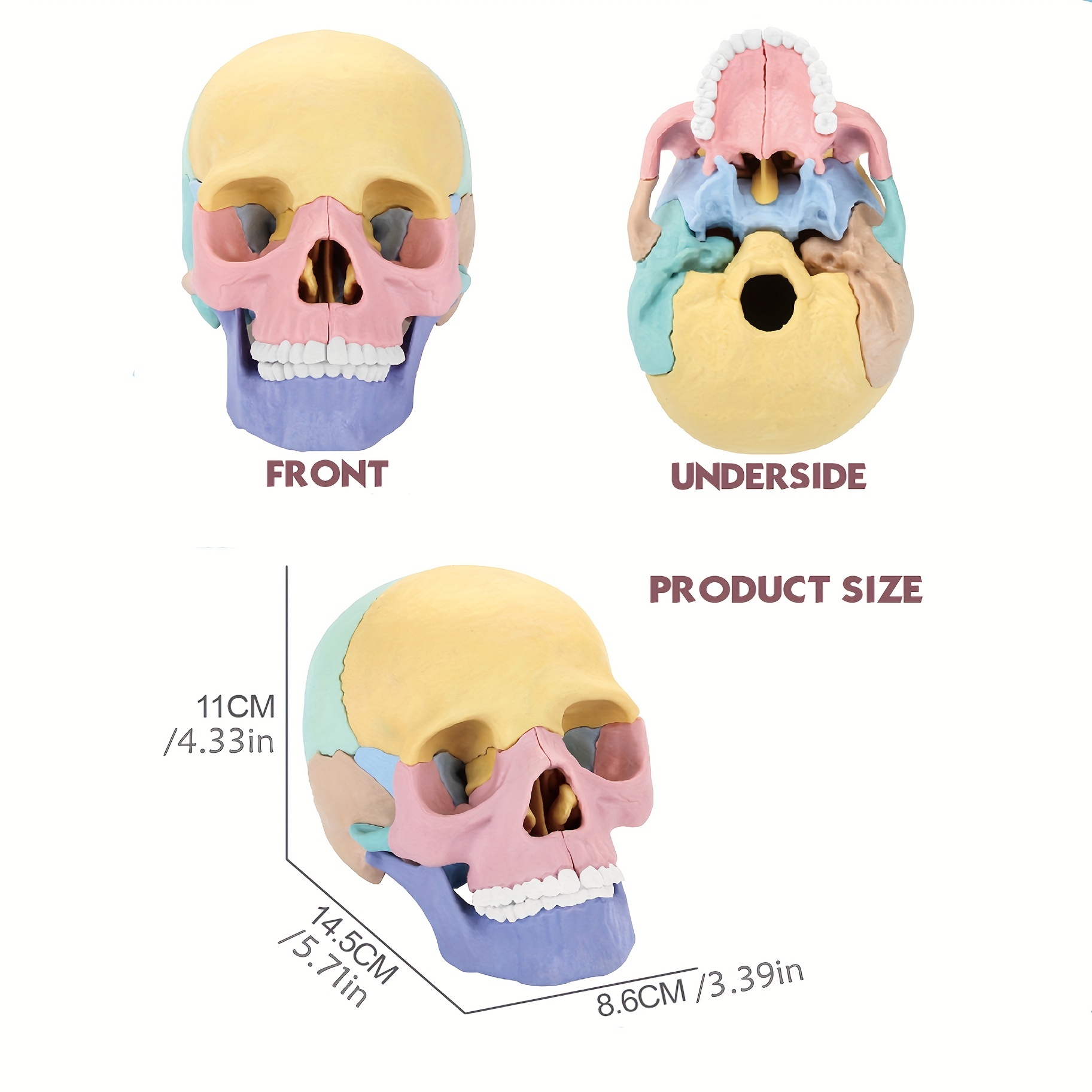 1:2 Human Skull Model Assembly 4D Detachable Specimen Skull Model Skull  Oral Teaching Skeleton Art 17 Accessories 8 Color Matching Instruction  Cards 1