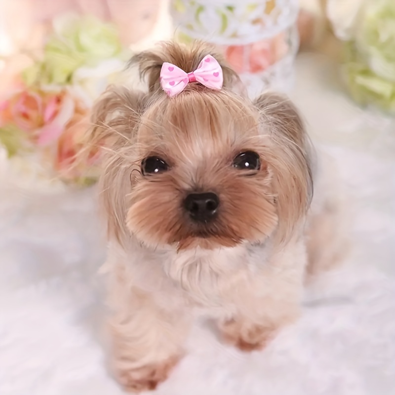 Teacup yorkie clearance accessories