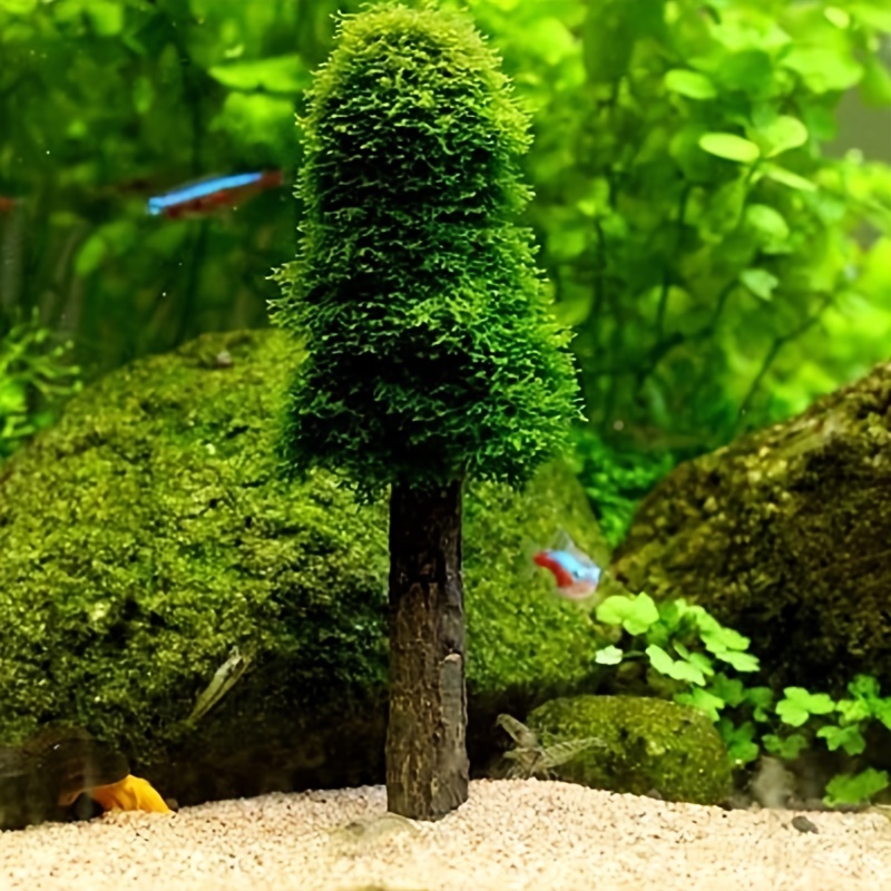 Aquatic Pet Supply Aquarium Moss Ball Decorations Live - Temu