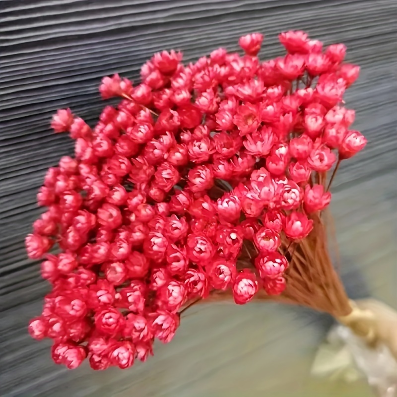 100 Stems Natural Dry Flowers Brazilian Small Star Daisy - Temu