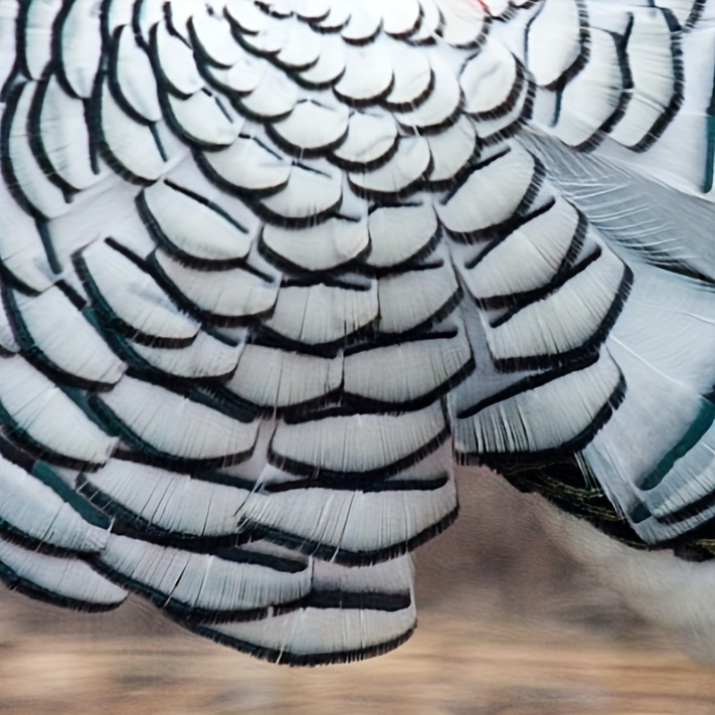 Natural Turkey Spotted Feathers Pheasant Feathers Crafts Diy - Temu