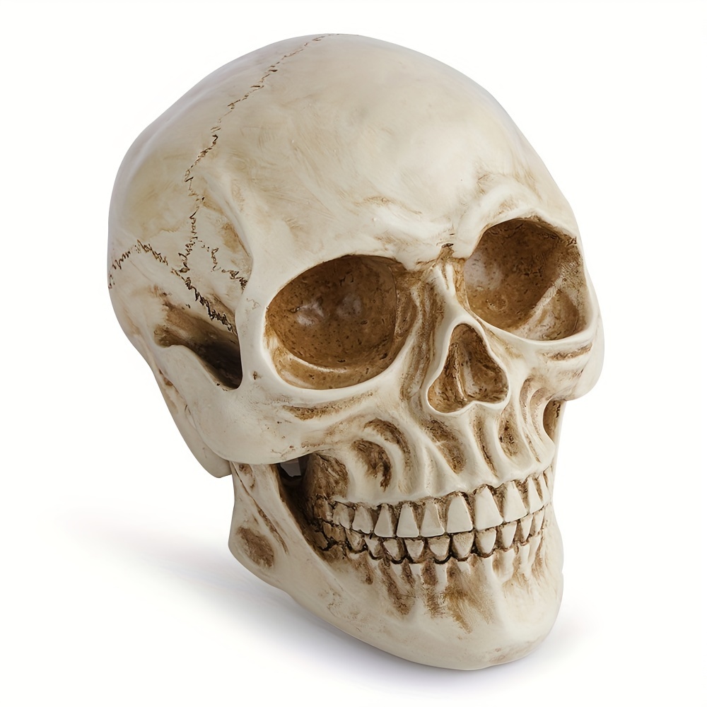 1 Pièce D'ornement De Modèle De Crâne D'Halloween, Modèle De Crâne Humain  Grandeur Nature, Réplique 1: 1 Modèle D'os De Tête De Crâne Adulte Humain