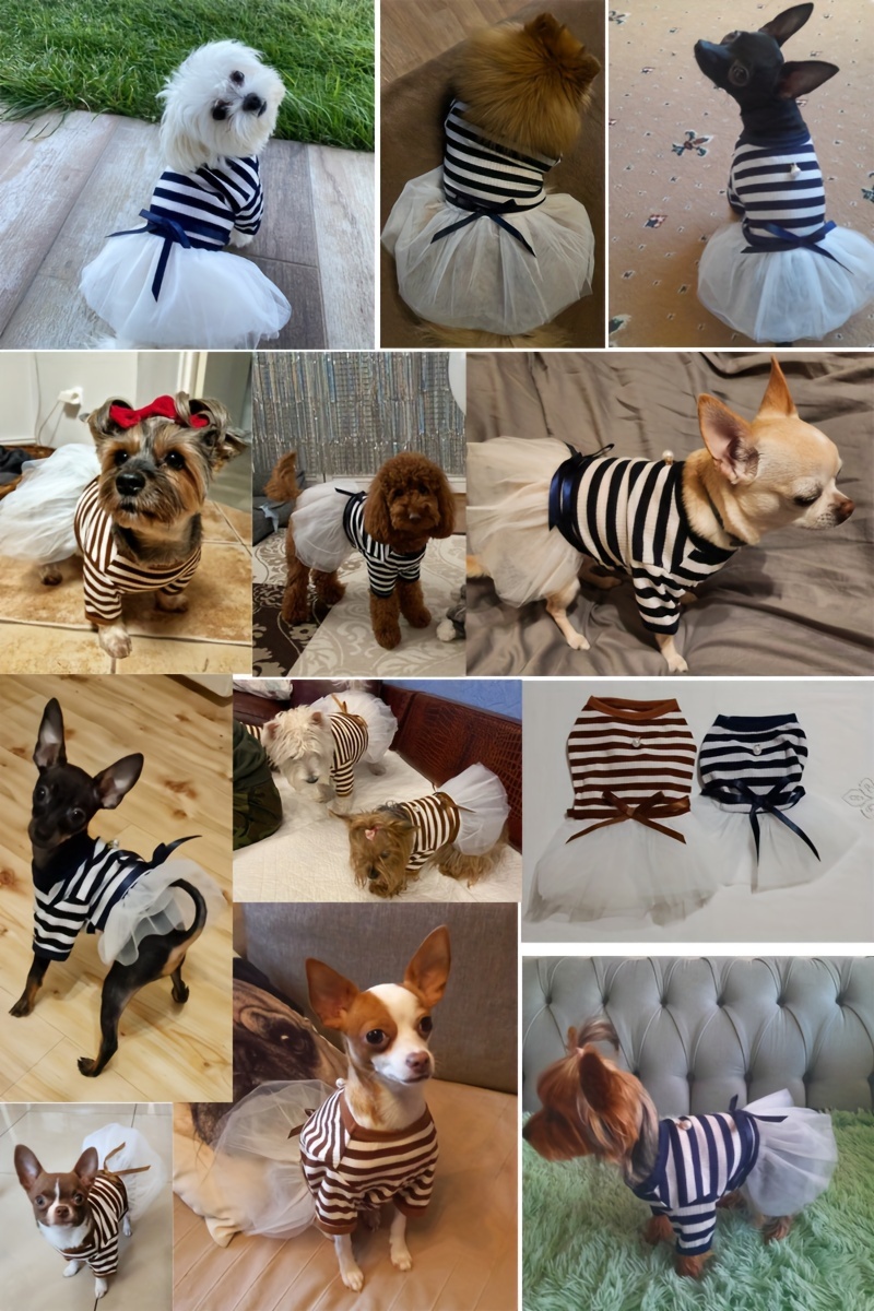 오른쪽에 보이는 고양이 개, 아비 시 니 아 고양이, 골든 리트리버 — 스톡 사진 © tania.wild #65711873, image size:800x1200