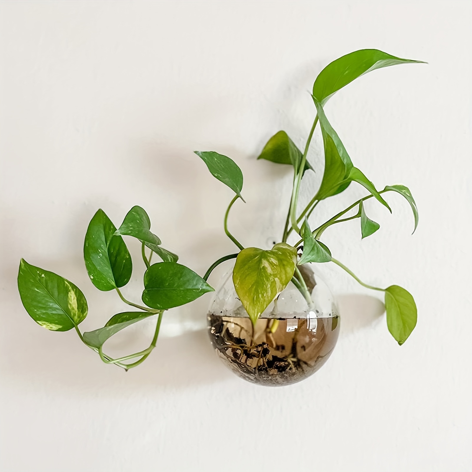 2pcs terrario per piante desktop separato, stazione di propagazione delle  piante fioriera piantagione di acqua vaso di vetro con coperchio e supporto